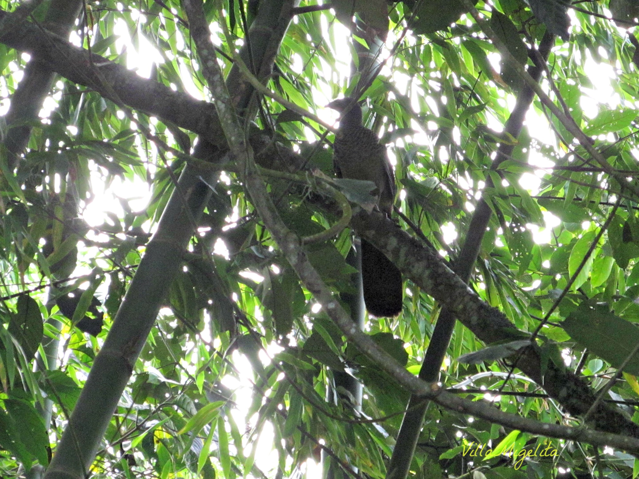 Rainbow, bird photos and out and about 009