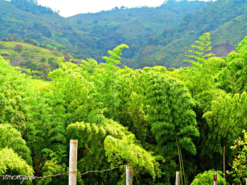 Hike, birds, caracara, ani bird 016