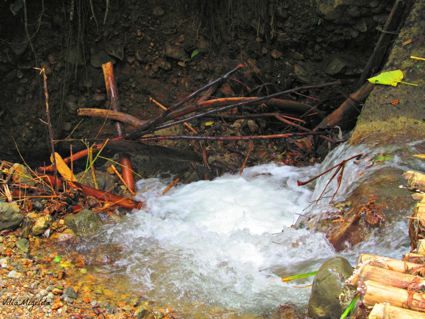 Hike, birds, caracara, ani bird 027