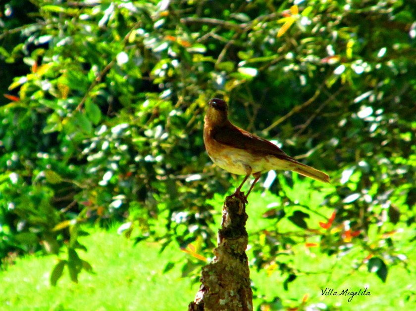 Hike, birds, caracara, ani bird 029