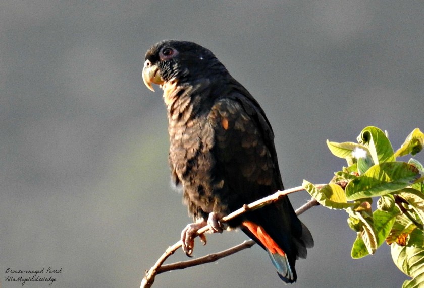 httpwww.hbw.comibcspeciesbronze-winged-parrot-pionus-chalcopterus (8)