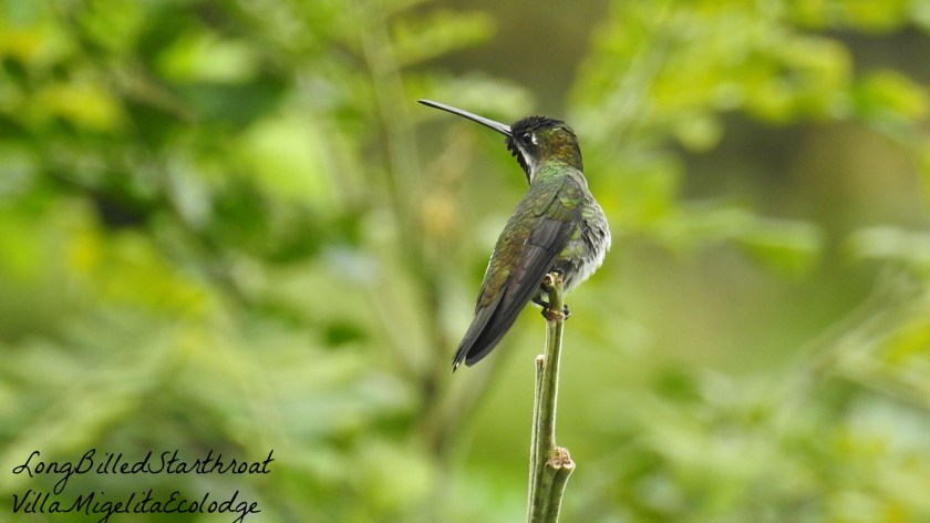 Long Billed Starthroat 4
