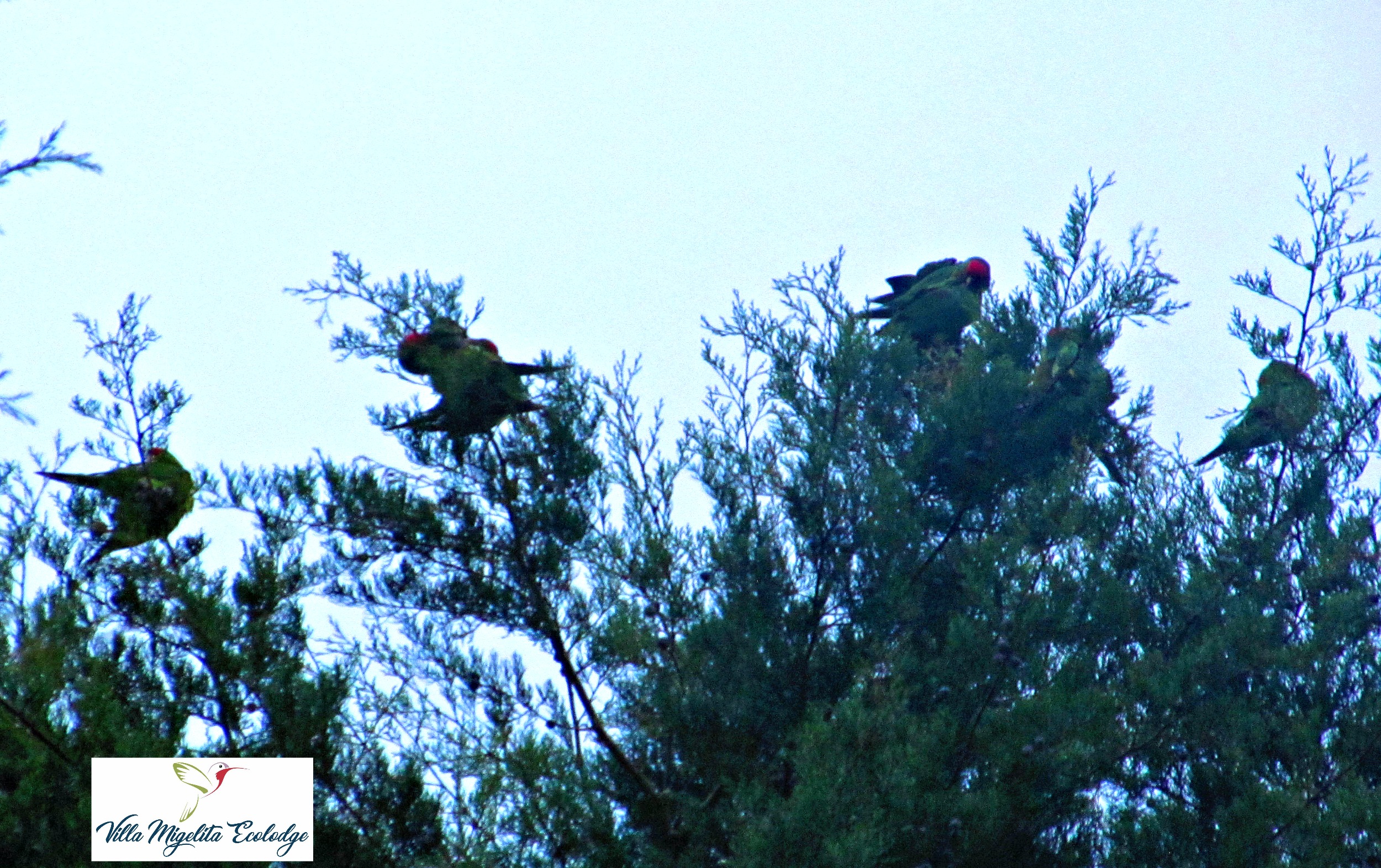 Hummingbird rescue and parrots el eden 007 (1)