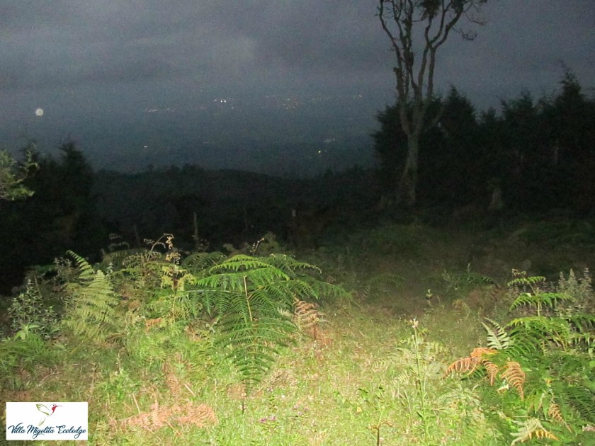 Hummingbird rescue and parrots el eden 014