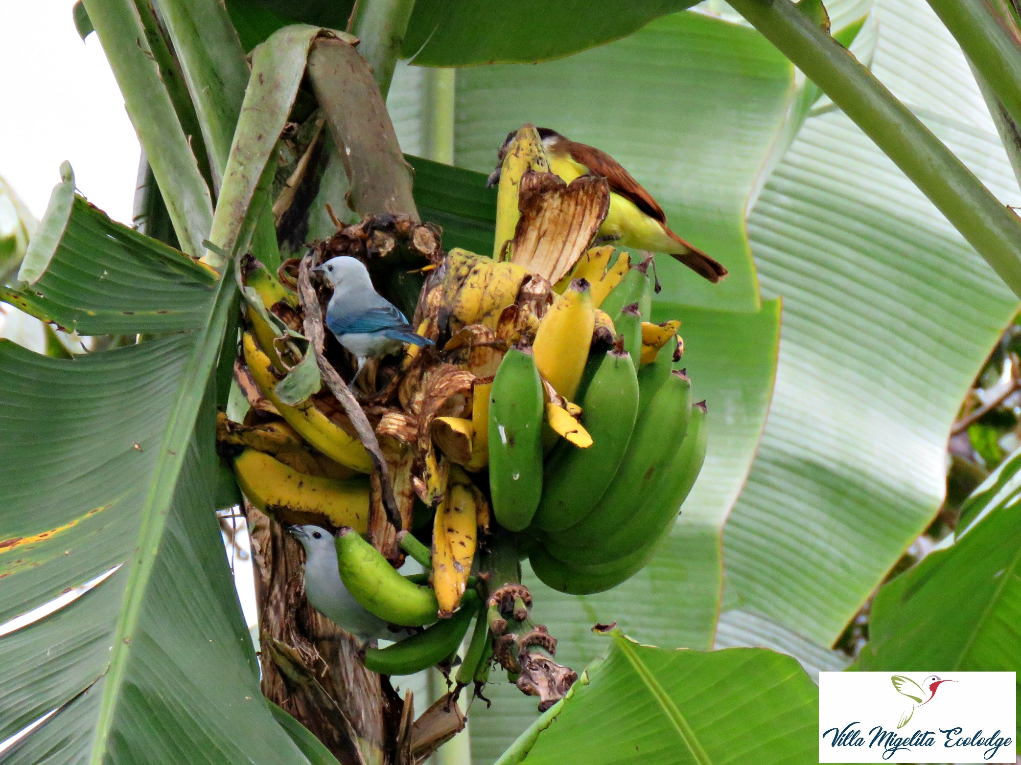 Bird photos and videos 019