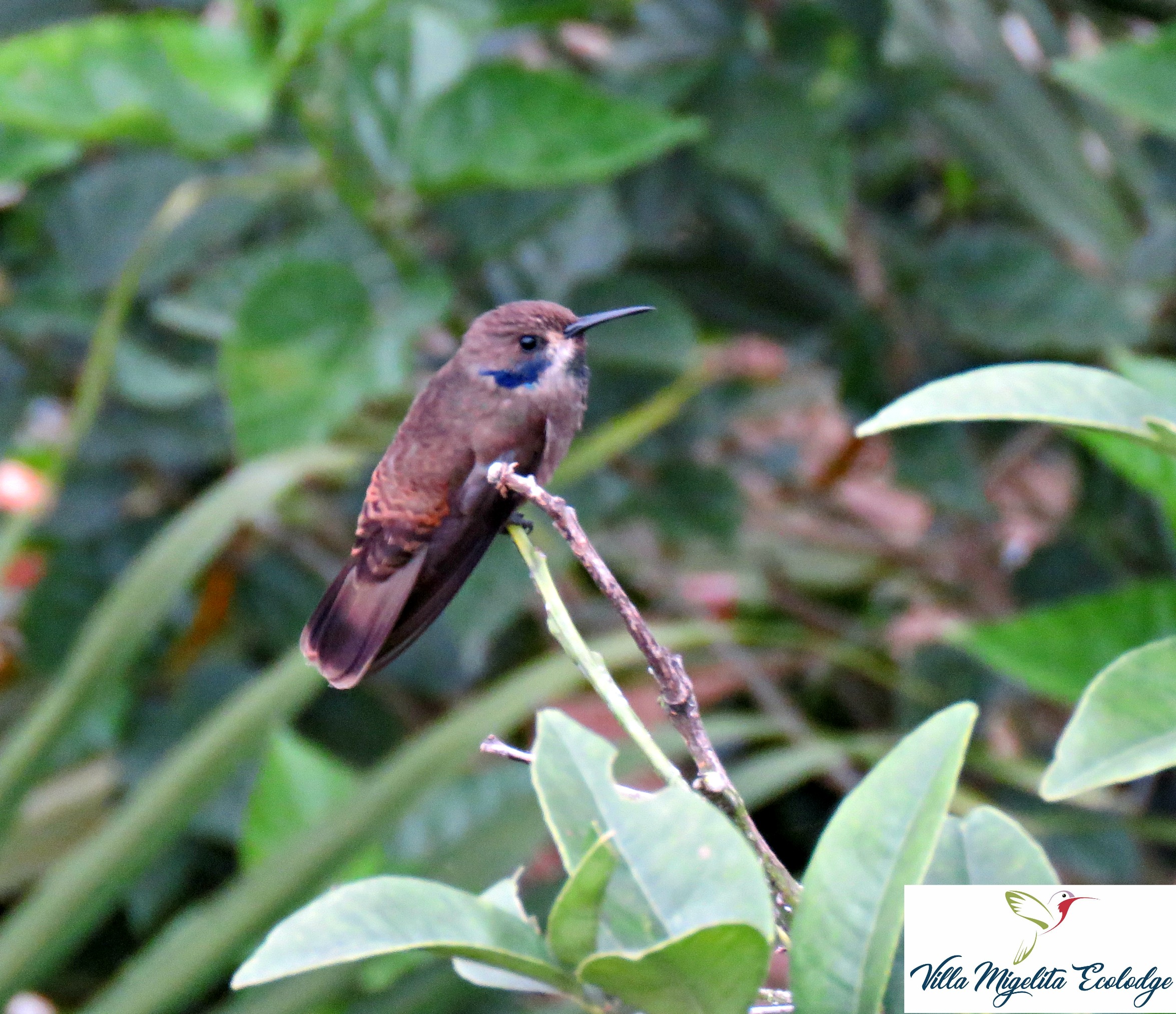 Hummingbirds and rainstorm 017