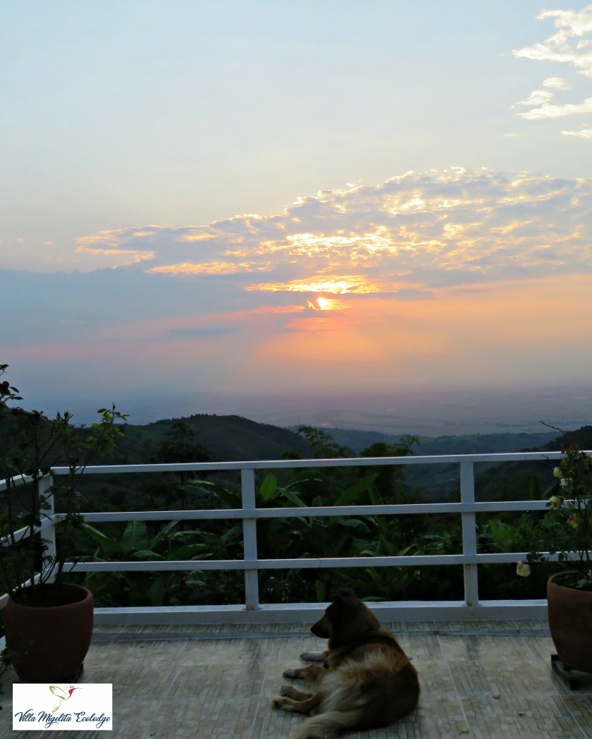 Chachalaca sunsets hummingbirds 010