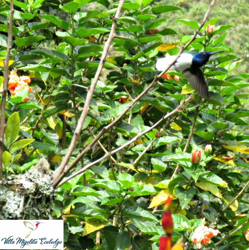 hummingbirds violet ear 18