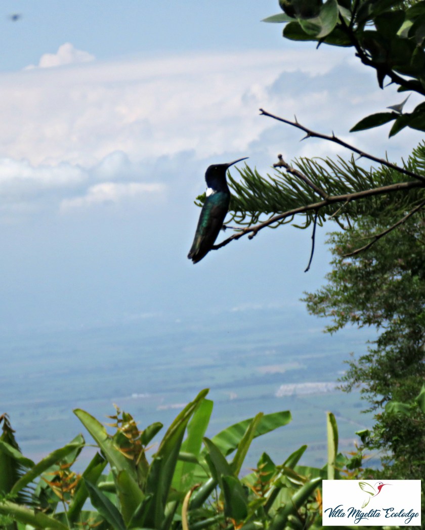 Hummingbirds violet ear23