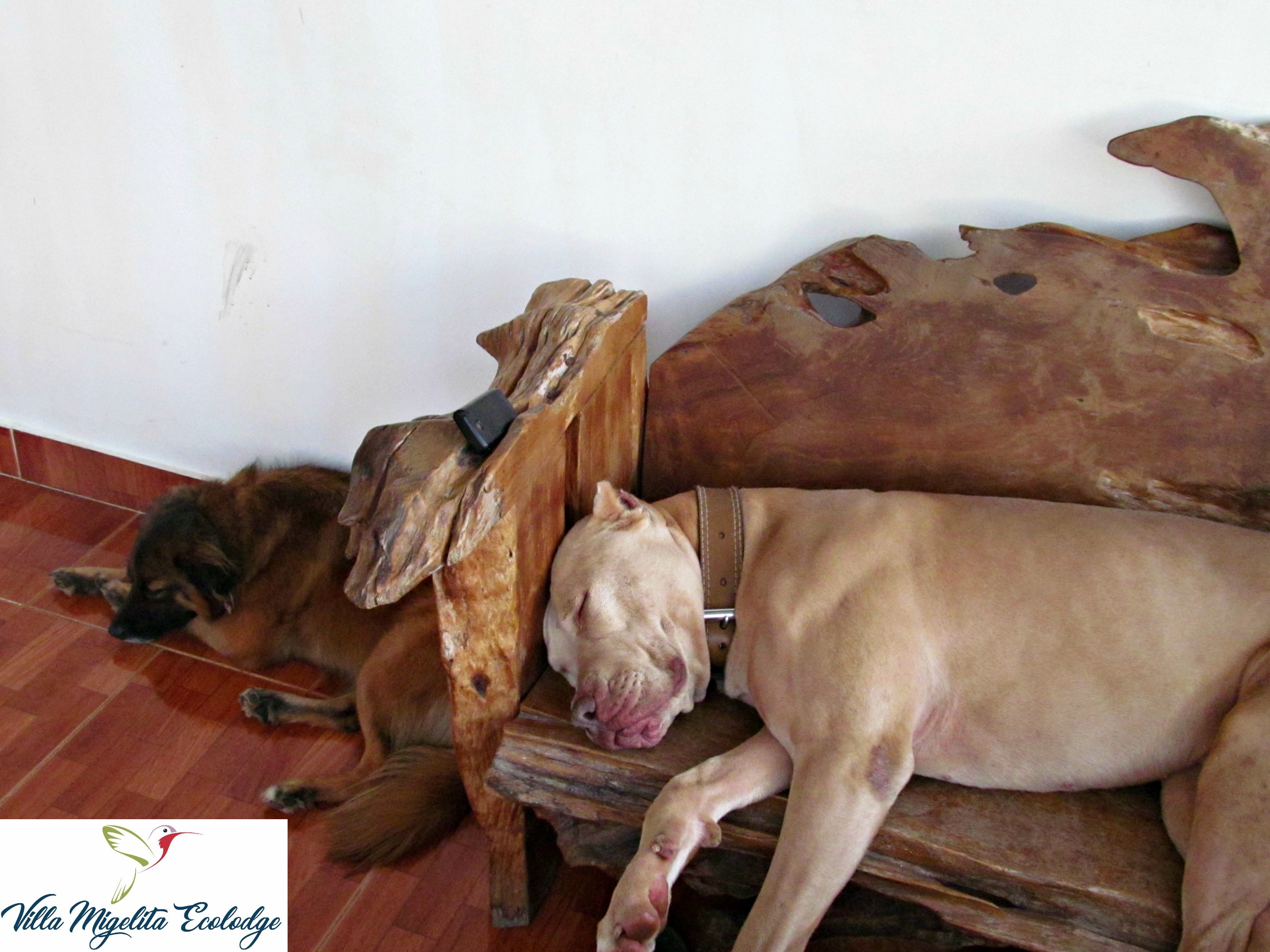 rainstorm and hummingbirds 035