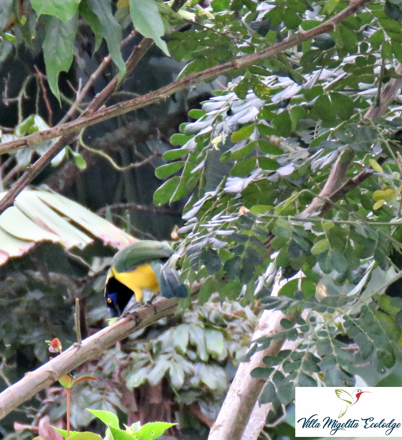 Hummingbirds and Cariqui bird 004