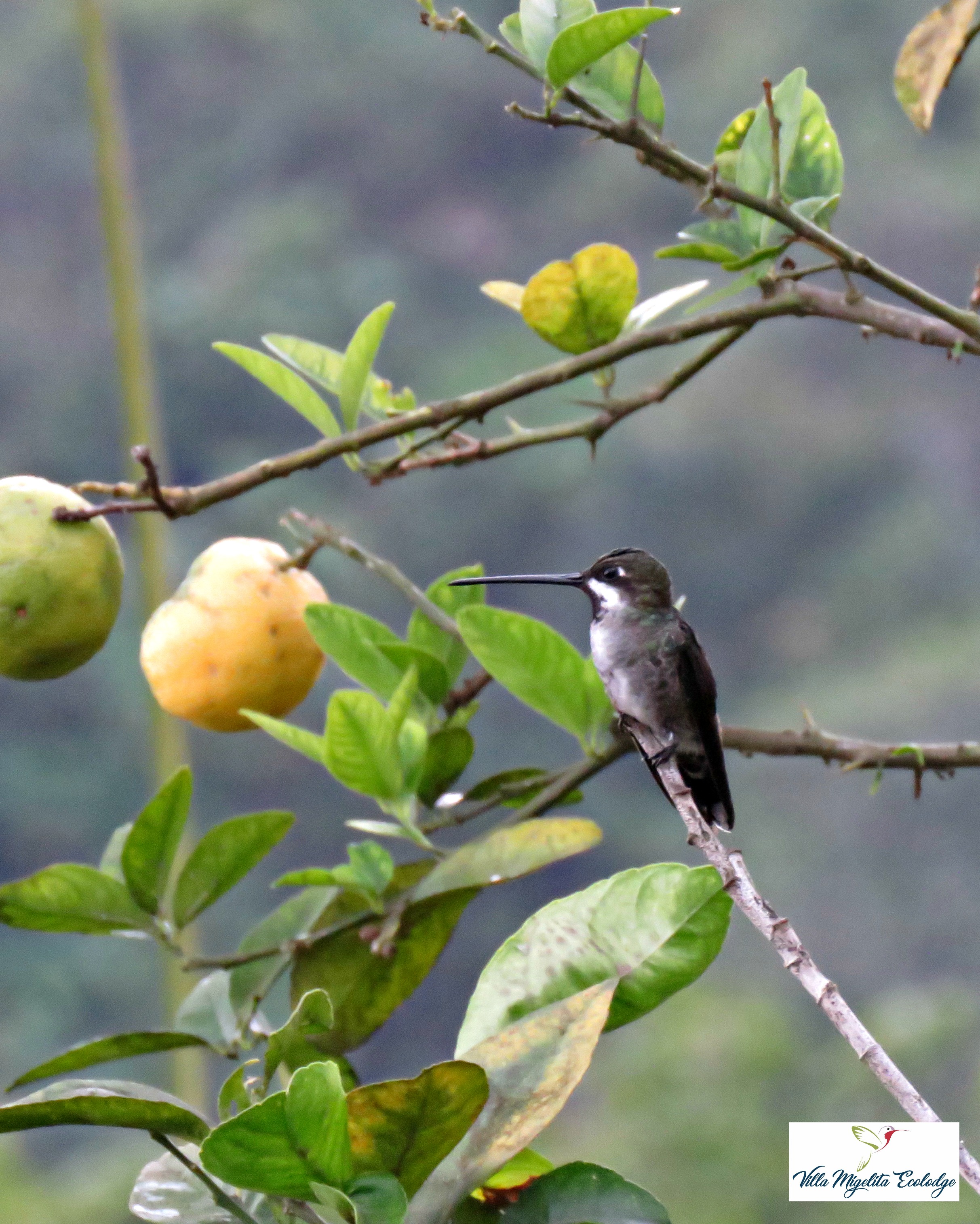 Long billed starthroaat and birds 017