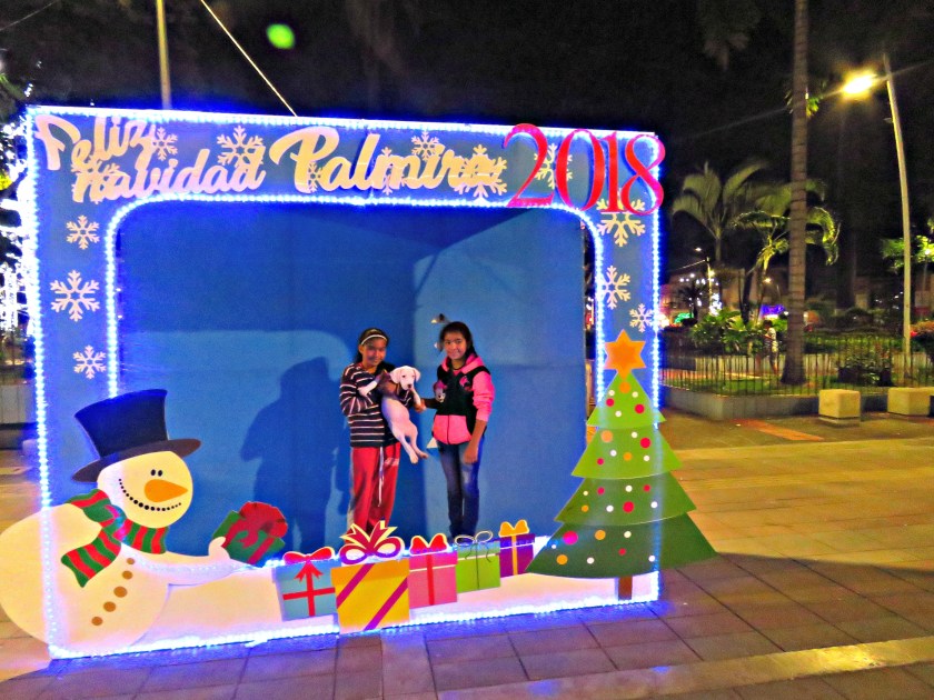 birds kira and christmas lights palmira 144